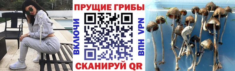 Псилоцибиновые грибы GOLDEN TEACHER  mega зеркало  Топки 